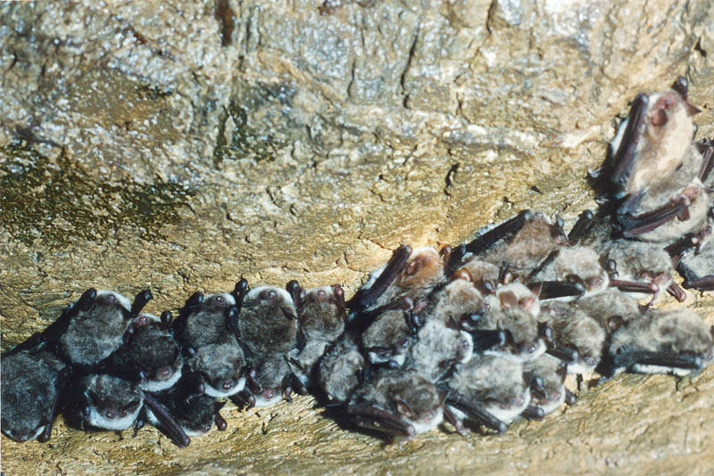 Группа (более 30 особей) ночниц и несколько особей трубконосов в ращелине пещеры

