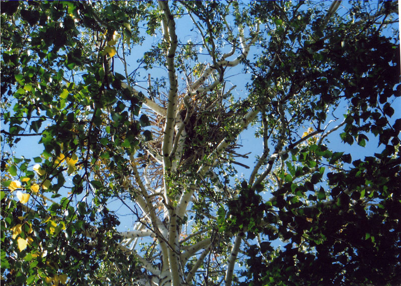 Остатки гнезда орлана-белохвоста, разрушенного ураганным ветром
