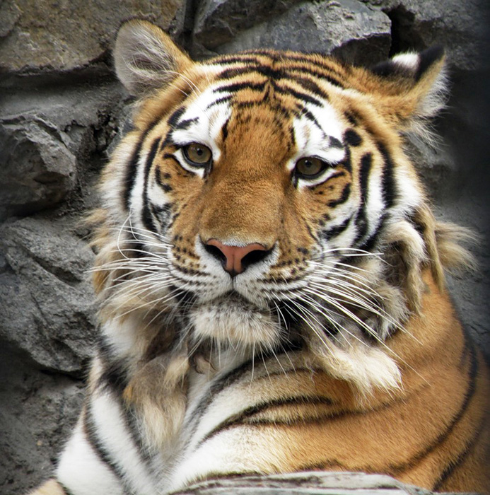 Амурский тигр в Новосибирском зоопарке

