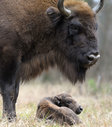 bison002.jpg
