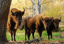 bison005.jpg
