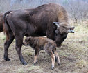 bison013.jpg