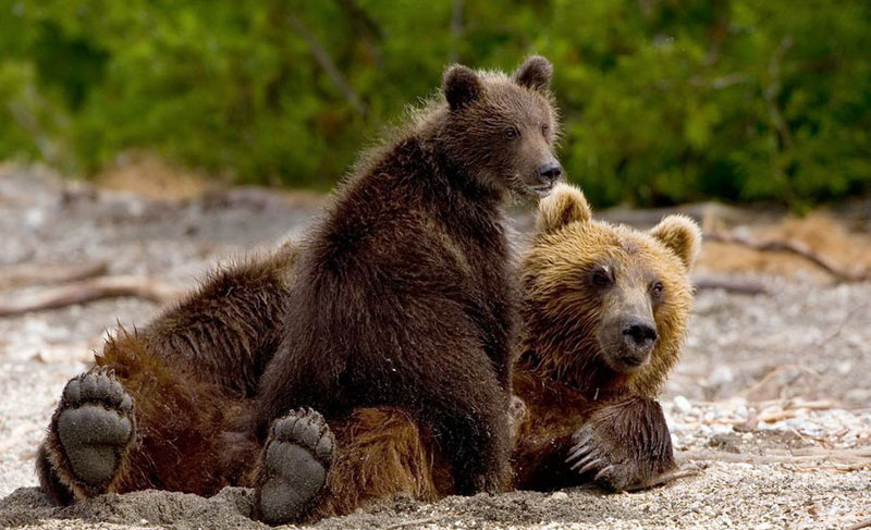 Бурый медведь. Фото С. Горшкова
