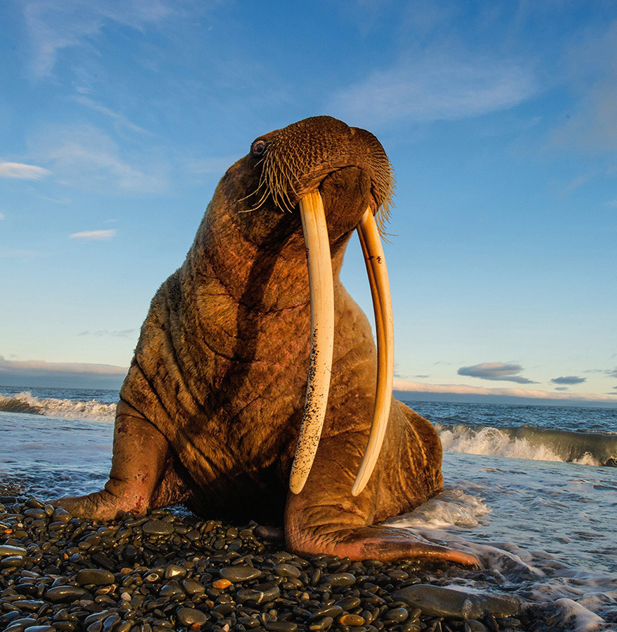 Тихоокеанский морж Odobenidae. Фото С. Горшкова
