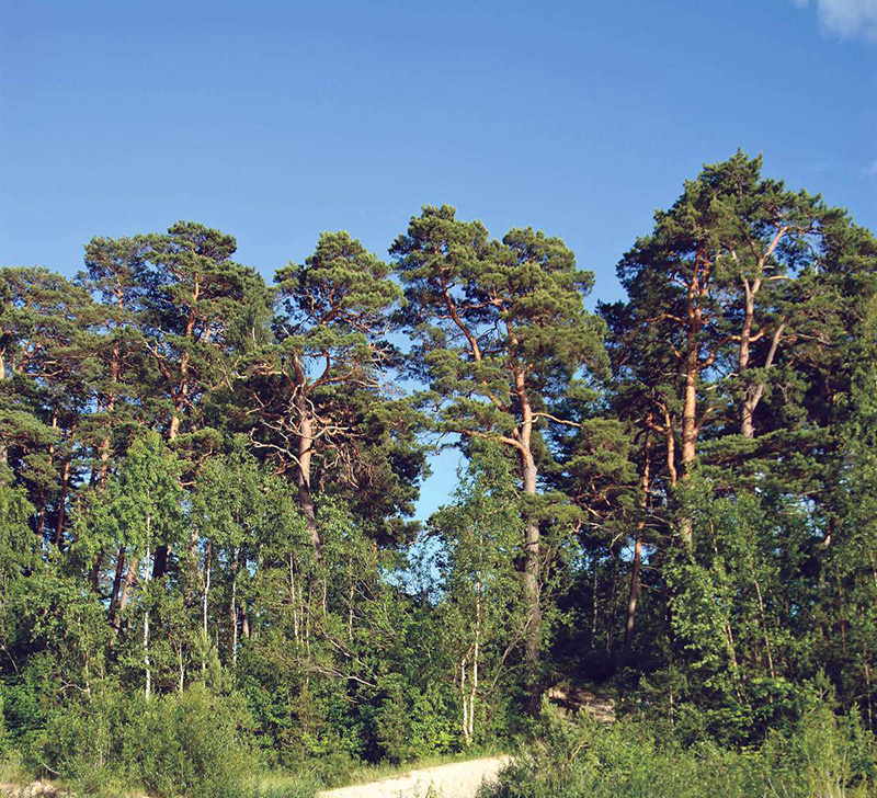 Сосна обыкновенная - Pinus silvestris L
