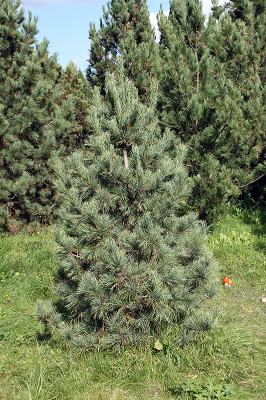 Сосна сибирская (кедр) - Pinus sibirica Du Tour
