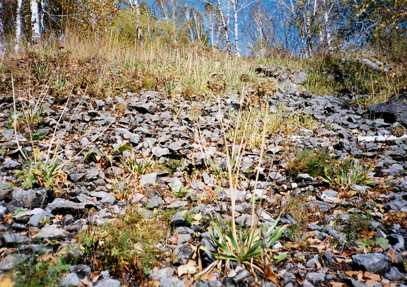 Заросли дикого лука на склонах (осыпях) барсуковских скал
