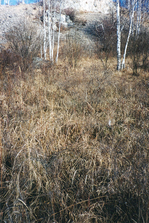 Разнотравно-луговая растительность по долине реки Укроп по всей границе памятника природы
