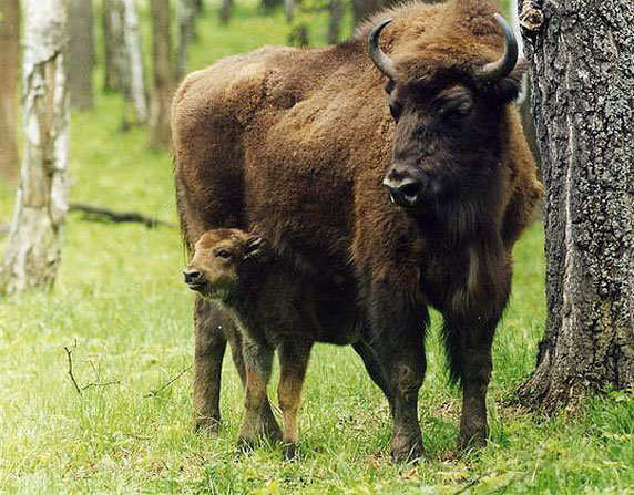 bison003.jpg