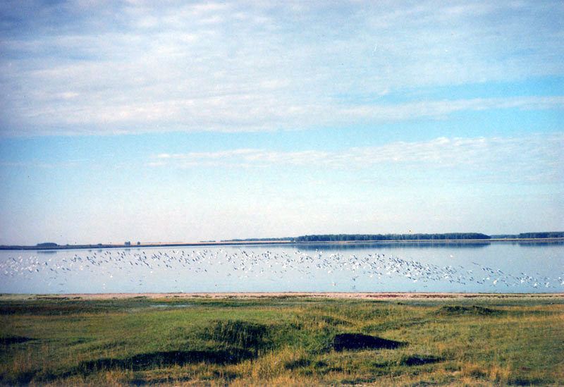 Скопление чаек и водоплавающих птиц на озере
