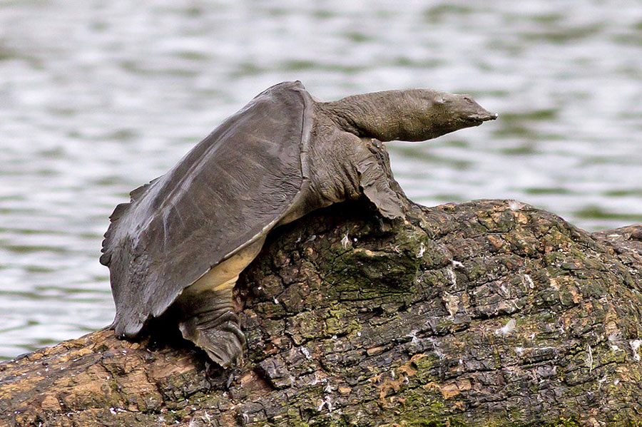 Дальневосточная мягкокожистая черепаха  Pelodiscus sinensis
