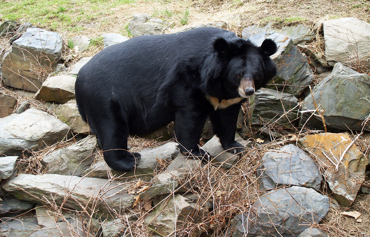Гималайский медведь Ursus thibetanus
