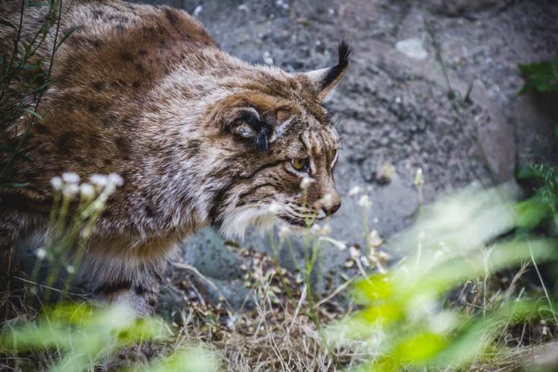 Рысь Lynx lynx

