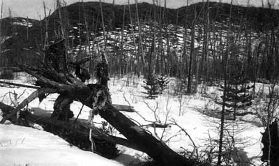 В эпицентре катастрофы остался "телеграфный" лес - деревья не повалены, но у всех нет сучьев и ветвей
