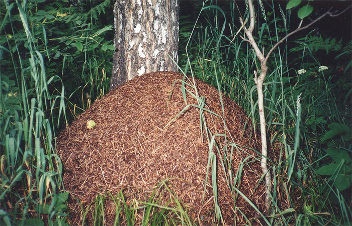Многочисленные муравейники обеспечивают защиту леса
