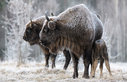 bison008.jpg