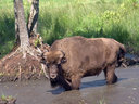 bison012.jpg