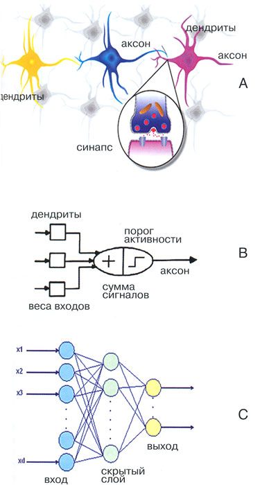 Строение коры головного мозга человека А, схема формального нейрона МакКаллока-Питтса В и простейшая нейронная сеть С
