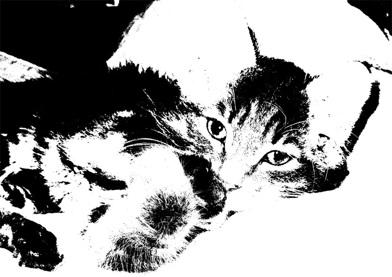 Черно-белый кот. Ильина Дарья, СОШ № 4
