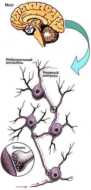 Основная структурно-функциональная единица мозга - нейрональные ансамбли